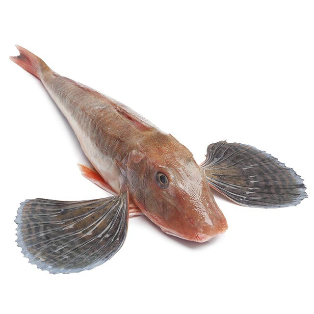 Морска лястовица Морска лястовица