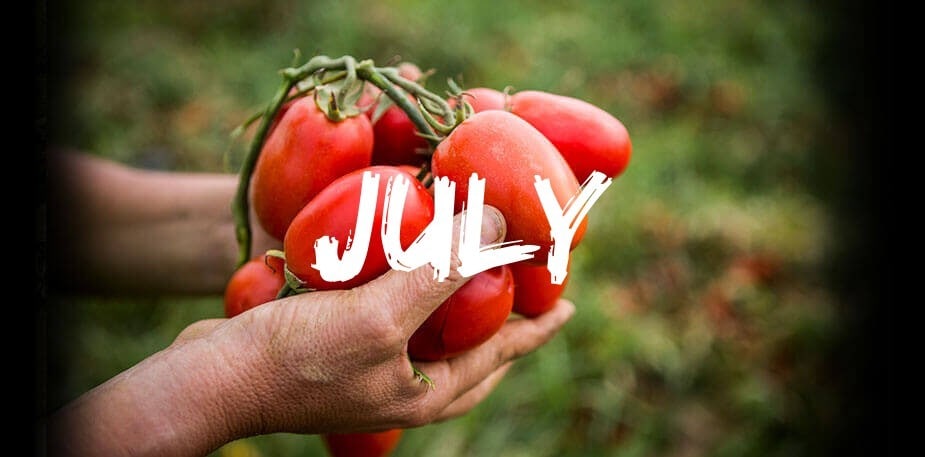 Сезонни продукти през юли