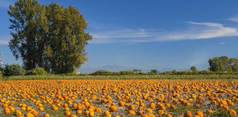 Устойчиво развитие