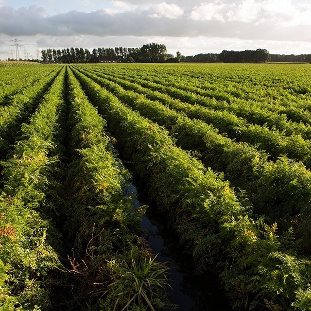 Отглеждане на култури и животни